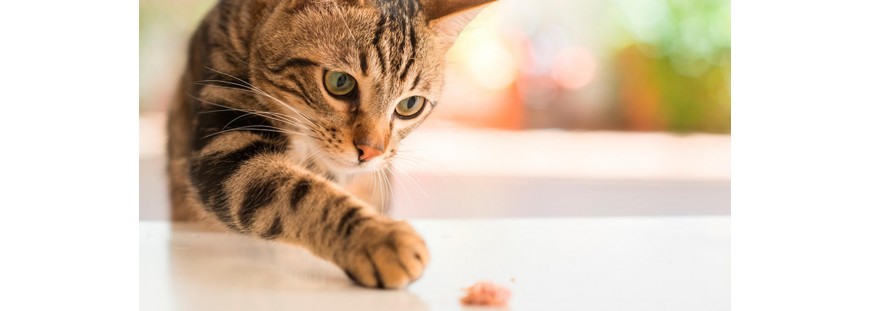 Premios y snacks para que tu gato se alimente ¡divirtiéndose!